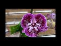 Больше чем завоз орхидей в Бауцентр 15 января 2021 г. Шоу Орхидей !