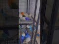 Voilat Opaline Blue Opaline Green Euwing Blue Euwing Opaline Lovebirds Opaline Shortsvideo Voilat Opaline Blue Opaline Green Euwing Blue Euwing Opaline Lovebirds Opaline Shortsvideo