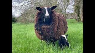 JustABit lambs twins but only one survived. Pup Java plays with cat Thyme by Zwartbles Ireland Suzanna Crampton 832 views 3 weeks ago 14 minutes, 18 seconds