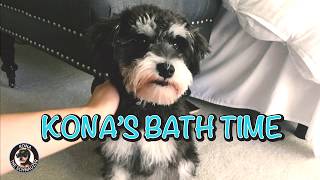 Kona The Schnauzer - Doggie Bath Time