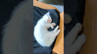 Lastri tidur cantik #kitten #cutecat #catlovers #catcomedy #feedshorts #lastri #kucingtidur