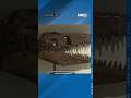 Wisconsin scientist talks discovery of prehistoric lizard