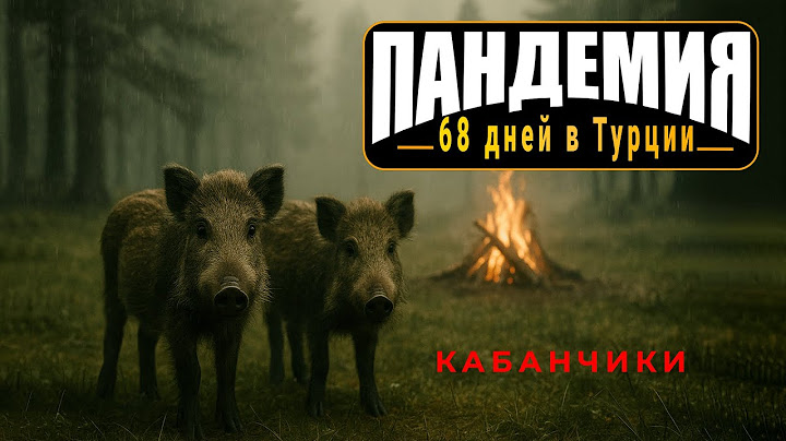 Кабанчики из турецкого леса.