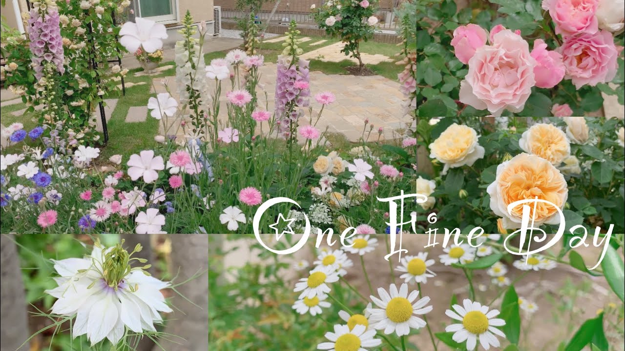 ある素敵な日》ガーデニング＊花盛りの庭《 T's Garden》 - YouTube