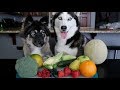 Will My Huskies Eat Their Fruits & Veggies?