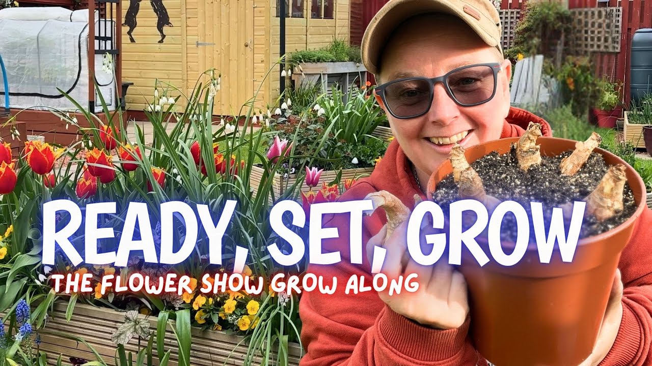 Как выбрать луковицы нарциссов для покупки | Сезон выставок в Шотландии начинается