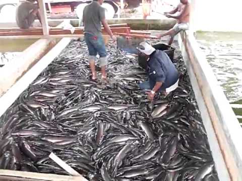 Video 10 cara ternak ikan lele via terpal untung 100%