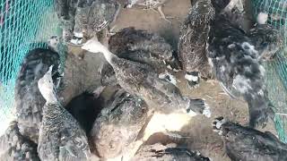 Gangadhara Angadi Natukllu Turkey Kollu Kadaknad Kollu