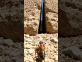 Ant POV: Secret Passage Inside the Great Pyramid