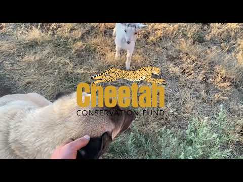 Video: Pet Scoop: Dogs Guard Goats și Salvați ghepardi, seturi de pisici pentru cea mai lungă blană