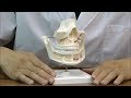 上顎・下顎の歯根部，神経，血管を観察できる模型│VE281