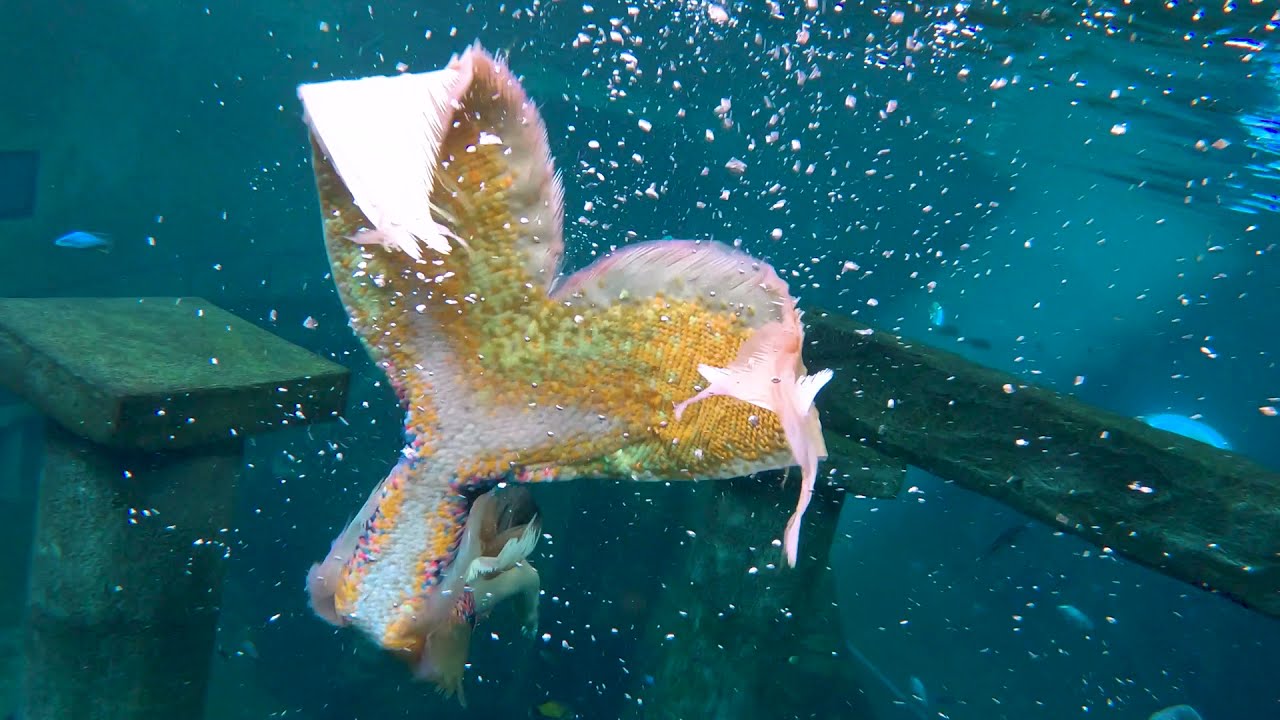 One Minute Doc - Celine Van de Voorde