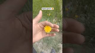 Skardu Mini Vlog 54 #vlogger #vlog #mountains #mountainswiev #nature #minivlog