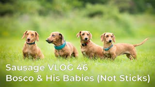 Sausage VLOG 46 | Bosco & His Babies (Not His Big Stick)
