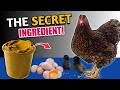 Why TURMERIC is SECRET INGREDIENT in Chickens😯 | Natural Chicken Remedies