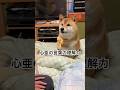 昨日、この場面を撮影し、心亜に指示出してるわけでもなく、非常に会話を理解してることが分かり驚いた。#柴犬 #柴犬のいる暮らし #cute #dog #しばいぬ #心亜 #かわいい犬 #おしゃれ