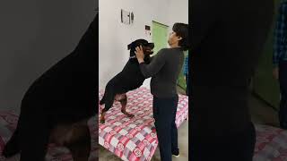 mera pyara Rottweiler doggy Masti kar Raha 😘😃#youtubevideo #viral #viralvideos #.. subscribe