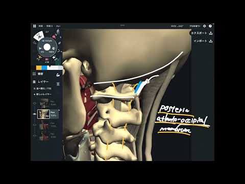 Video: Forlenger obliquus capitis inferior atlaset?