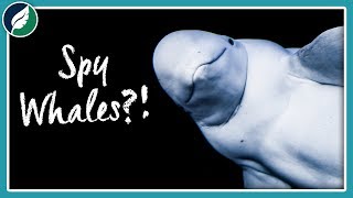 Is Russia Using Beluga Whales As Spies? by Nature League 3,632 views 5 years ago 7 minutes, 31 seconds