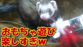 犬と猫のおもちゃで遊ぶフェレット【5Ferret1Cat】Ferrets play with the dogs and cat toys【Cute dogs and cats】