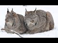 Félins : le mystérieux lynx du Canada - ZAPPING SAUVAGE