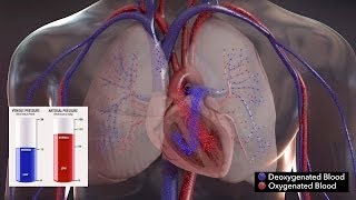 Normal Physiology and Cardiac Oxygen Delivery