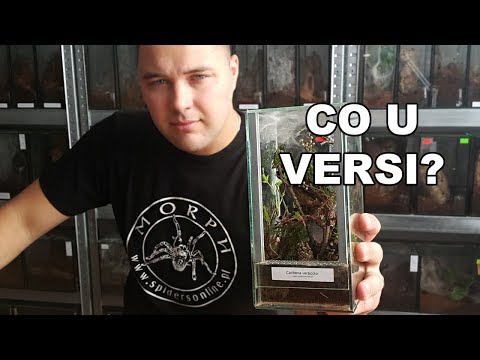 Terrarium Caribena versicolor 🕷 #2 - przegląd po 30 dniach! Info o konkursie!