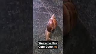 Cute Snail  #welcome #welcometomyhouse #snail #bigsnail