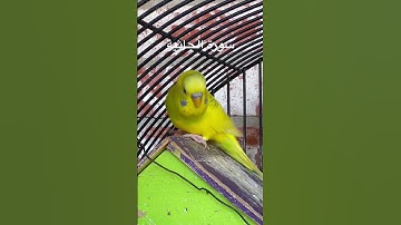 #سورة_الجاثية #قرآن #عبدالباسط_عبدالصمد #مصر #اكسبلور #العراق #طيور_حب #quran #birds #budgies #usa