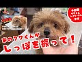 噛み犬トリミングでこの変化!!トリマーとして嬉しすぎる!!