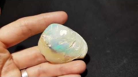 Opalized Shell Fossil