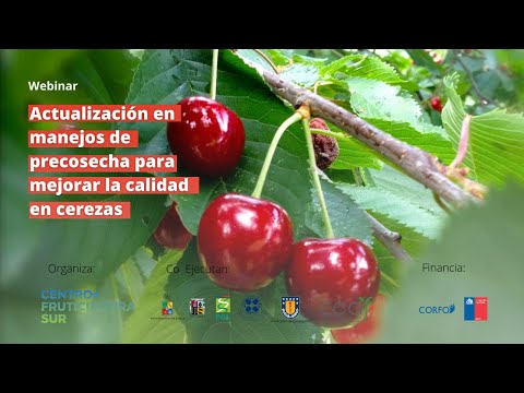 Video: Requisitos de enfriamiento para cerezos: horas de enfriamiento para cuajado de cerezas