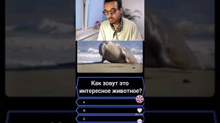 Загадка для детей #streamtutt #стрим #загадки #решение #животные #игры #ребусы #логика