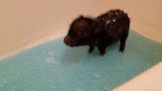 Cookie The Miniature Pig taking a bath