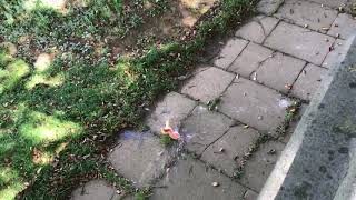Slow motion grapefruit explosion