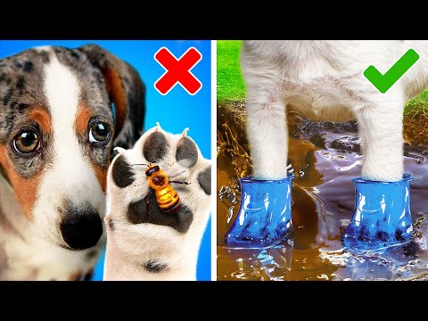 Video: 12 Hacks Hemat Waktu Untuk Pemilik Anjing