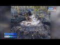 Медвежонок задохнулся в лесном пожаре недалеко от посёлка Горный