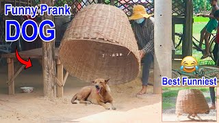 Wow !! Best Funny Super Huge Handmade Basket Prank on Dog Very Funny