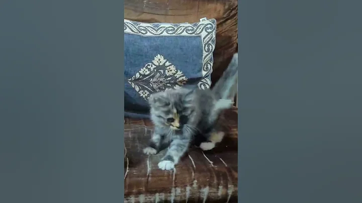 Watch the video about Meet This Playful 2-Month-Old Calico Persian Kitten! #persiancat #kitten