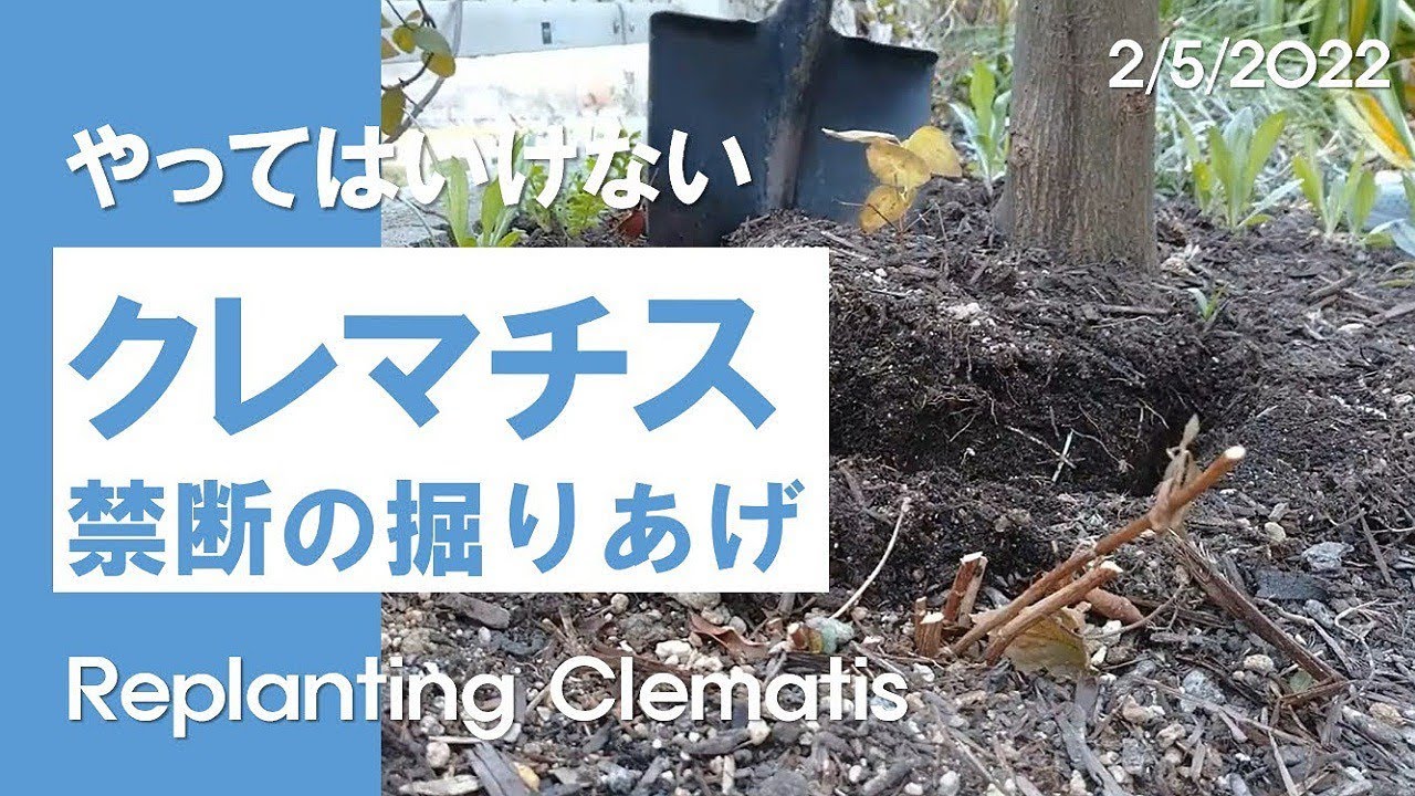 クレマチス 植え替えと禁断の掘り上げ Youtube クレマチス 植え替えと禁断の掘り上げ Youtube