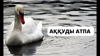 Аққуды атпа. Аққуды неге атуға болмайды? Қисса. Аңыз.#қиссаотбасыхрестоматиясы#аудиоәңгімелер