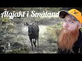 Älgjakt i Småland. Stora tjurar och små kalvar. (Moose hunting in Sweden.)