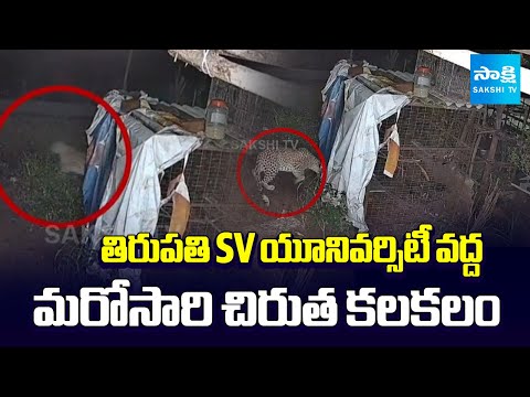 Leopard Spotted Near SV University Tirupati | Panic Among Employees & Local | Sakshi TV - SAKSHITV
