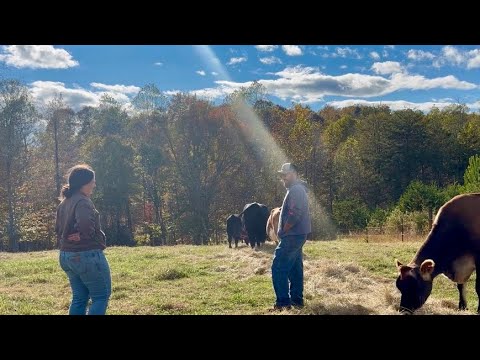 You Ll Go Broke Quick Moving Chickens Harvesting Herbs Feeding Cows November 2025