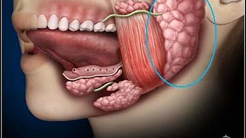 Quelles sont les glandes salivaires principales ?