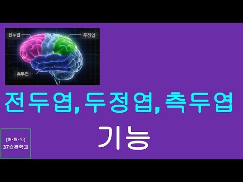 매탐인 뇌 구조와 기능 -  전두엽, 두정엽, 측두엽