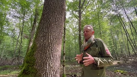 Calculating carbon credits | ECO9