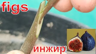 прививка инжира весной // grafting figs