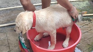 Labrador puppy enjoying his first bath 😍🐕 labrador dog funny video 🐕❤️