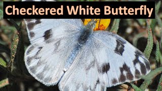 Checkered White Butterfly aka Southern Cabbage Butterfly (Pontia or Pieris protodice)